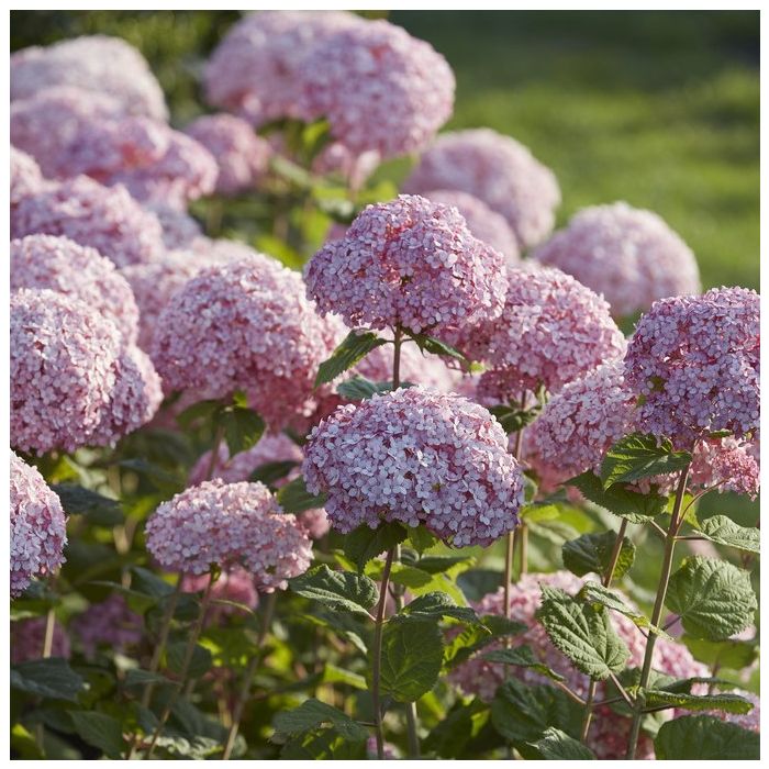 Hydrangea\u0020arborescens\u0020\u0027Sweet\u0020Annabelle\u0027\u0020\u002D\u0020Hortensie Hydrangea\u0020arborescens\u0020\u0027Sweet\u0020Annabelle\u0027\u0020\u002D\u0020Hortensie