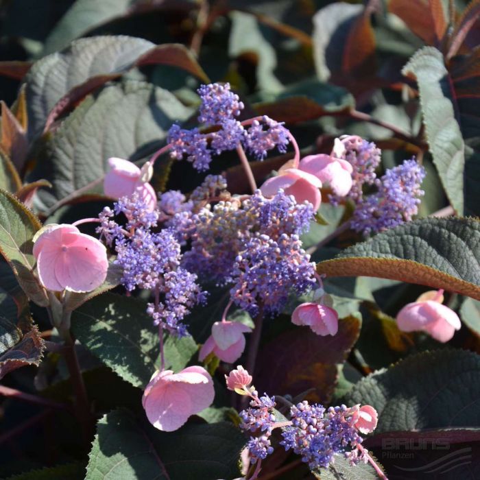 Hydrangea aspera 'Hot Chocolate' - Hortensie Hydrangea aspera 'Hot Chocolate' - Hortensie
