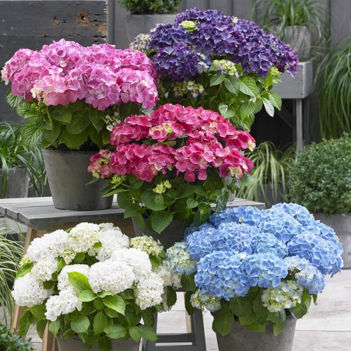 Hydrangea\u0020macrophylla\u0020\u0027Forever\u0020\u0026\u0020Ever\u0027\u0020\u002D\u0020Hortensie Hydrangea\u0020macrophylla\u0020\u0027Forever\u0020\u0026\u0020Ever\u0027\u0020\u002D\u0020Hortensie