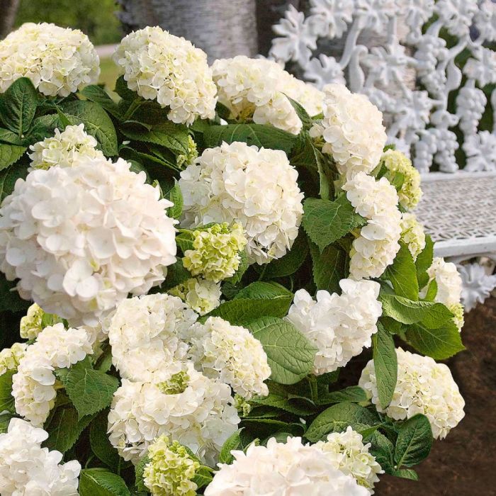 Hydrangea\u0020macrophylla\u0020Endless\u0020Summer\u0020\u0020\u0027The\u0020Bride\u0027\u0020\u002D\u0020Hortensie Hydrangea\u0020macrophylla\u0020Endless\u0020Summer\u0020\u0020\u0027The\u0020Bride\u0027\u0020\u002D\u0020Hortensie
