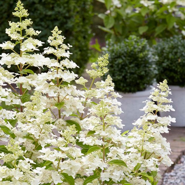 Hydrangea\u0020paniculata\u0020\u0027Confetti\u0027\u0020\u002D\u0020Hortensie Hydrangea\u0020paniculata\u0020\u0027Confetti\u0027\u0020\u002D\u0020Hortensie