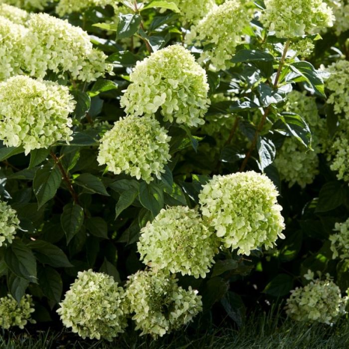 Hydrangea paniculata 'Little Lime' - Hortensie