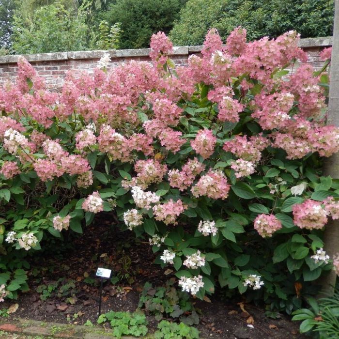 Hydrangea paniculata 'Phantom' - Hortensie