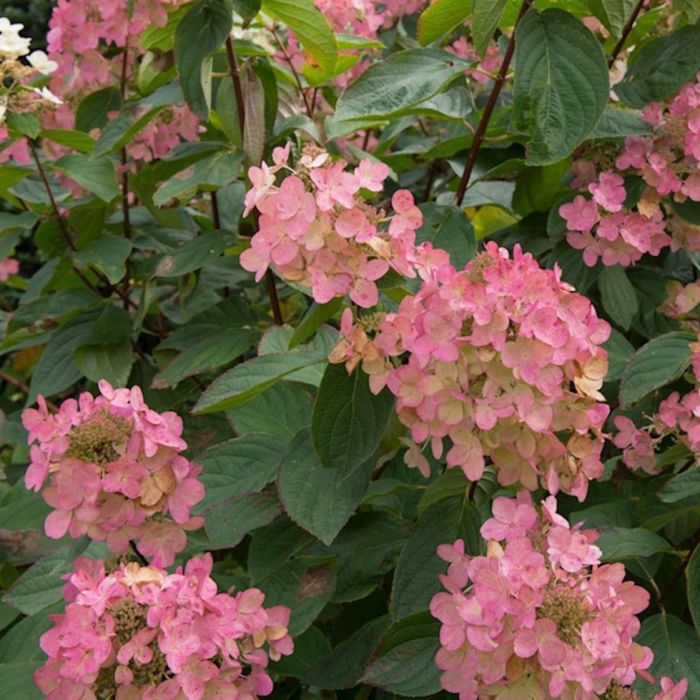 Hydrangea\u0020paniculata\u0020\u0027Pink\u0020Diamond\u0027\u0020\u002D\u0020Hortensie Hydrangea\u0020paniculata\u0020\u0027Pink\u0020Diamond\u0027\u0020\u002D\u0020Hortensie