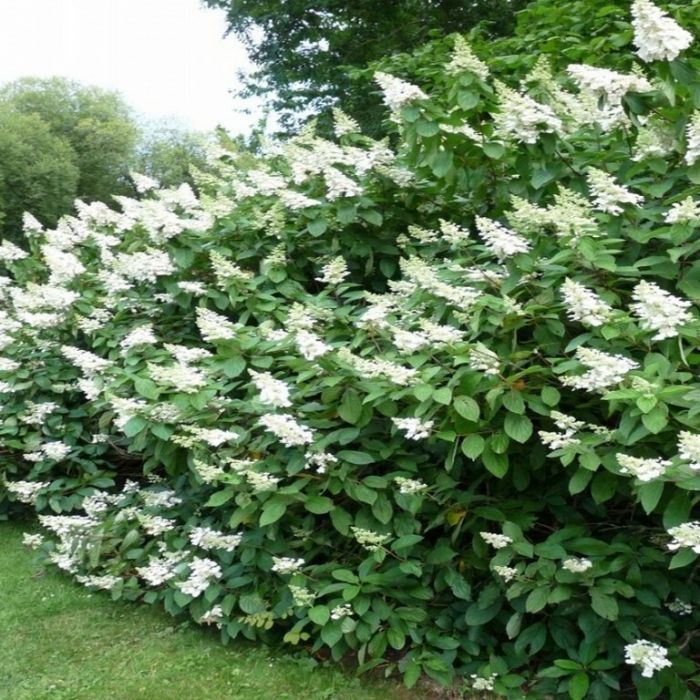 Hydrangea\u0020paniculata\u0020\u0027Tardiva\u0027\u0020\u002D\u0020Hortensie Hydrangea\u0020paniculata\u0020\u0027Tardiva\u0027\u0020\u002D\u0020Hortensie
