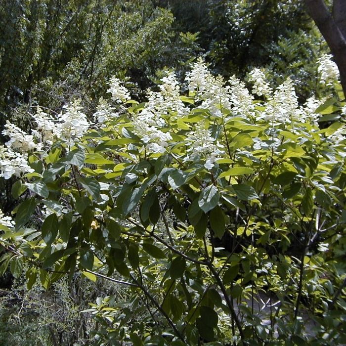 Hydrangea\u0020paniculata\u0020\u0027Unique\u0027\u0020\u002D\u0020Hortensie Hydrangea\u0020paniculata\u0020\u0027Unique\u0027\u0020\u002D\u0020Hortensie