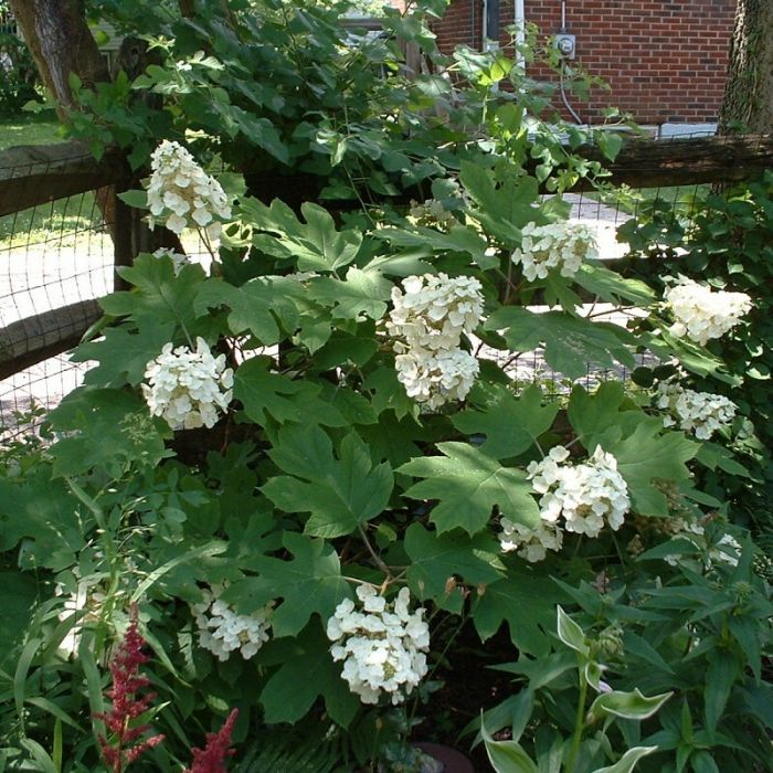 Hydrangea\u0020quercifolia\u0020\u002D\u0020Hortensie Hydrangea\u0020quercifolia\u0020\u002D\u0020Hortensie
