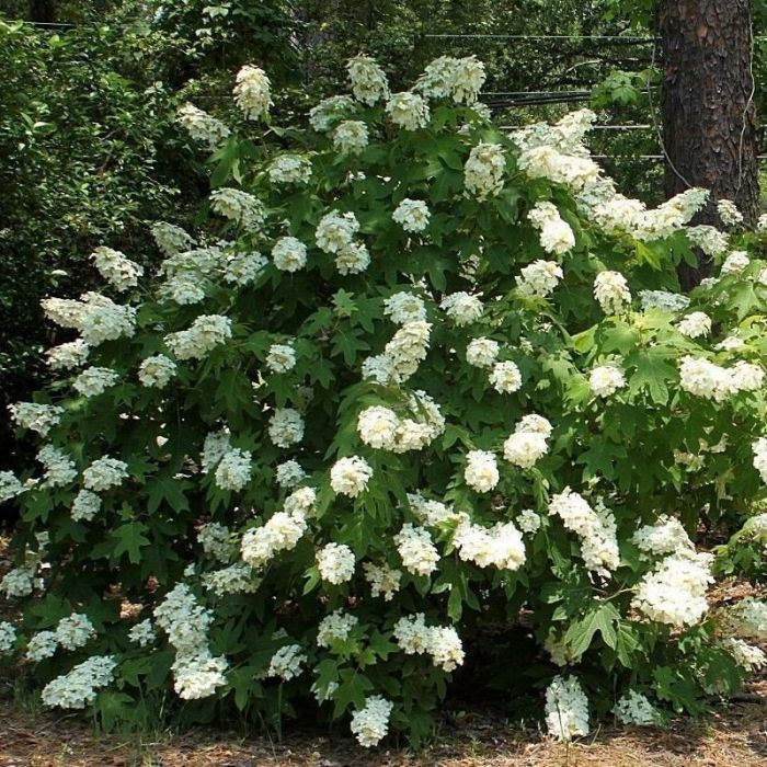 Hydrangea quercifolia 'Back Porch' - Hortensie