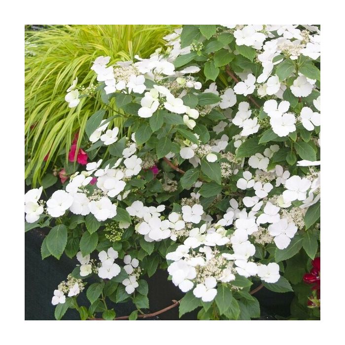 Hydrangea\u0020\u0027Runaway\u0020Bride\u0027\u0020\u002D\u0020Hortensie Hydrangea\u0020\u0027Runaway\u0020Bride\u0027\u0020\u002D\u0020Hortensie