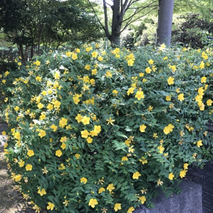 Hypericum\u0020calycinum\u0020\u002D\u0020Johanniskraut Hypericum\u0020calycinum\u0020\u002D\u0020Johanniskraut