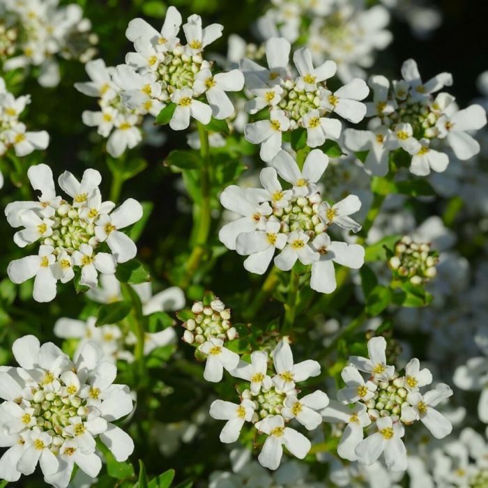 Iberis sempervirens 'Appen-Etz' - Schleifenblume Iberis sempervirens 'Appen-Etz' - Schleifenblume