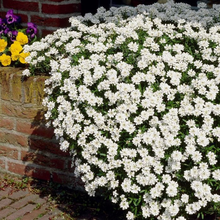 Iberis sempervirens 'Fischbeck' - Schleifenblume Iberis sempervirens 'Fischbeck' - Schleifenblume
