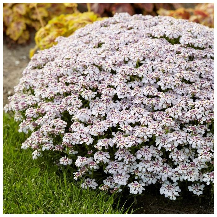 Iberis sempervirens 'Pink Ice' - Schleifenblume Iberis sempervirens 'Pink Ice' - Schleifenblume
