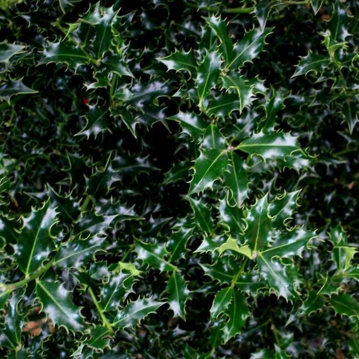 Ilex\u0020aquifolium\u0020\u0027Alaska\u0027\u0020\u002D\u0020Stechpalme Ilex\u0020aquifolium\u0020\u0027Alaska\u0027\u0020\u002D\u0020Stechpalme