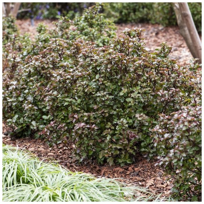 Amerikanische Stechpalme blau grn | Ilex 'Little Rascal' kaufen? | Grnes  Paradies