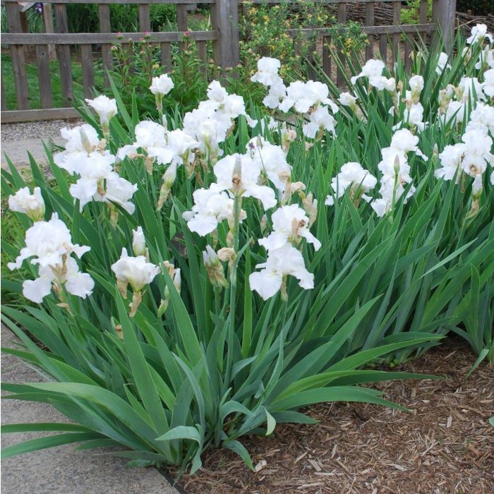 Iris germanica 'White Knight' - Schwertlilien