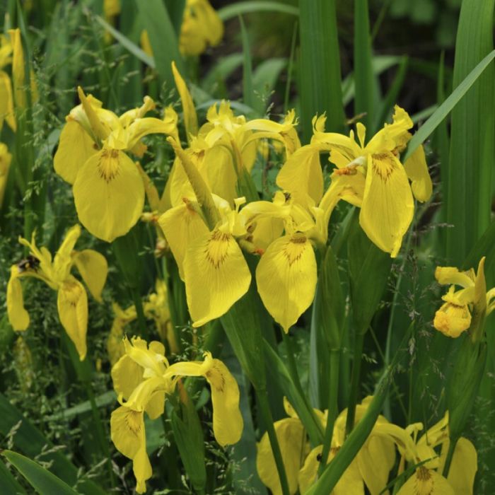 Iris\u0020pseudacorus\u0020\u002D\u0020Schwertlilien Iris\u0020pseudacorus\u0020\u002D\u0020Schwertlilien