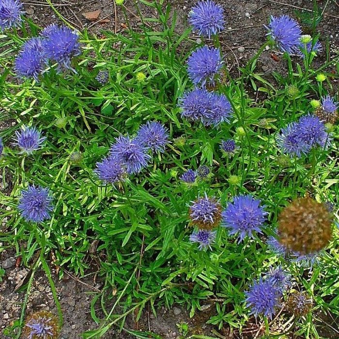 Jasione\u0020laevis\u0020\u0027Blaulicht\u0027\u0020\u002D\u0020Sandgl\u00F6ckchen Jasione\u0020laevis\u0020\u0027Blaulicht\u0027\u0020\u002D\u0020Sandgl\u00F6ckchen