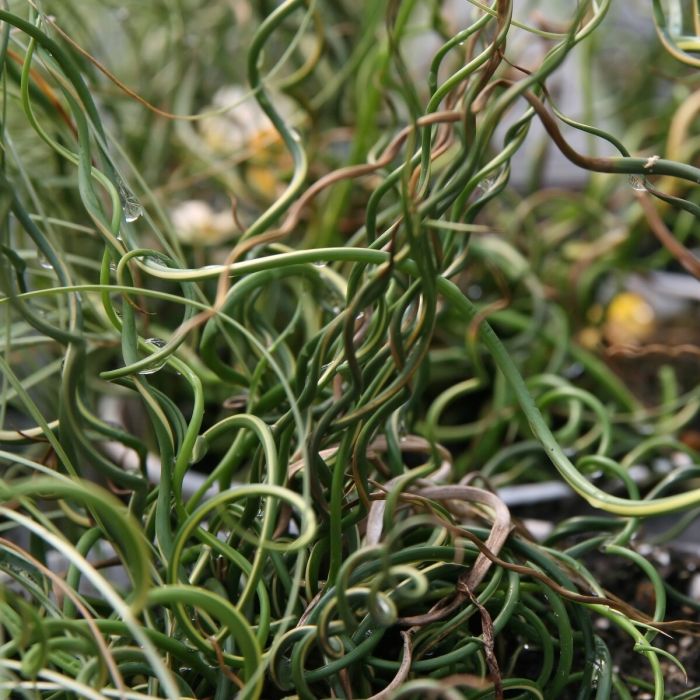 Juncus\u0020effusus\u0020\u0027Spiralis\u0027\u0020\u002D\u0020Binse Juncus\u0020effusus\u0020\u0027Spiralis\u0027\u0020\u002D\u0020Binse
