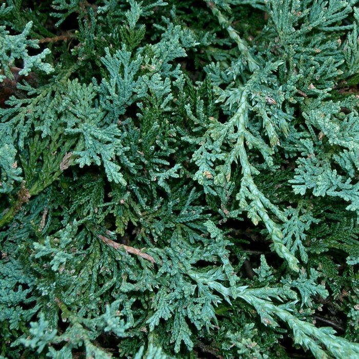 Juniperus\u0020horizontalis\u0020\u0027Wiltonii\u0027\u0020\u002D\u0020Wacholder\u0020 Juniperus\u0020horizontalis\u0020\u0027Wiltonii\u0027\u0020\u002D\u0020Wacholder\u0020