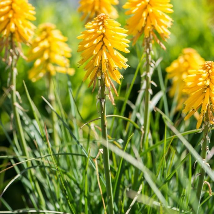 Kniphofia\u0020\u0027Banana\u0020Popsicle\u0027\u0020\u002D\u0020Fackellilie Kniphofia\u0020\u0027Banana\u0020Popsicle\u0027\u0020\u002D\u0020Fackellilie