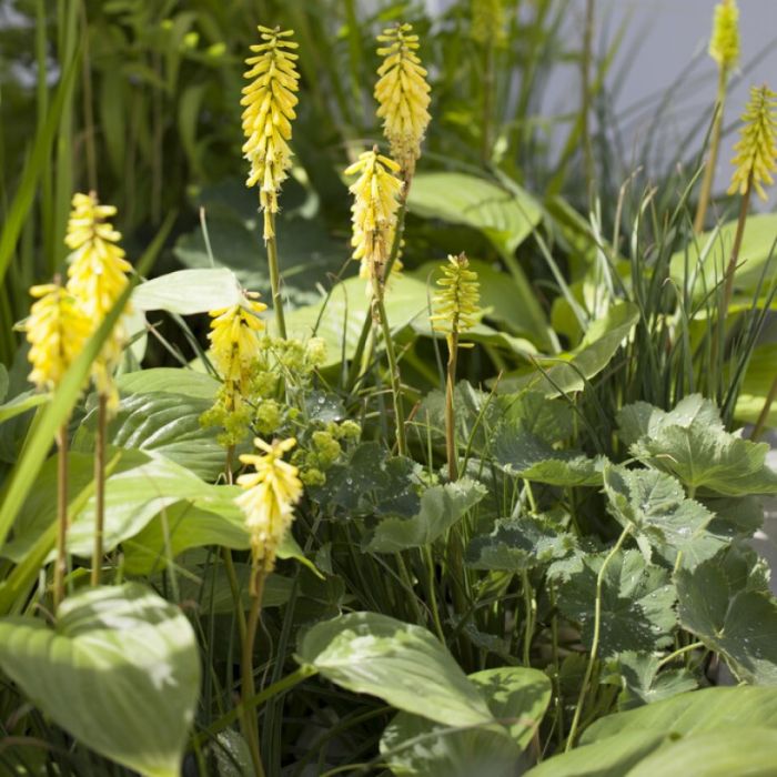 Kniphofia\u0020\u0027Lemon\u0020Popsicle\u0027\u0020\u002D\u0020Fackellilie Kniphofia\u0020\u0027Lemon\u0020Popsicle\u0027\u0020\u002D\u0020Fackellilie