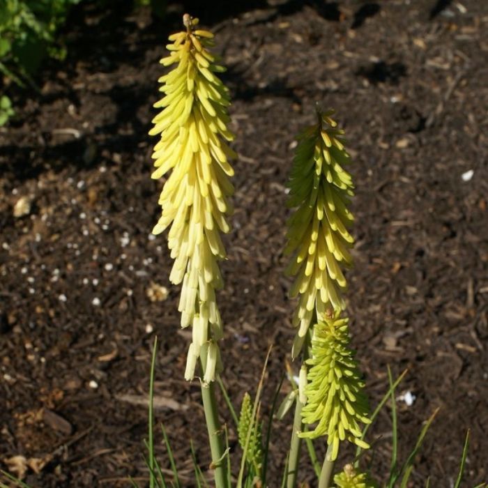 Kniphofia\u0020\u0027Little\u0020Maid\u0027\u0020\u002D\u0020Fackellilie Kniphofia\u0020\u0027Little\u0020Maid\u0027\u0020\u002D\u0020Fackellilie
