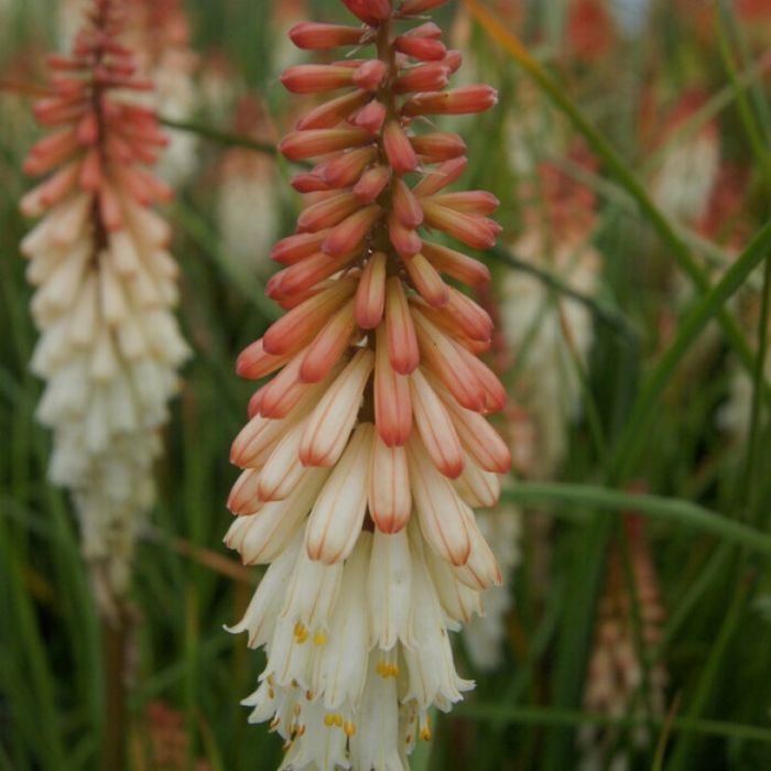 Kniphofia\u0020\u0027Orange\u0020Vanilla\u0020Popsicle\u0027\u0020\u002D\u0020Fackellilie Kniphofia\u0020\u0027Orange\u0020Vanilla\u0020Popsicle\u0027\u0020\u002D\u0020Fackellilie