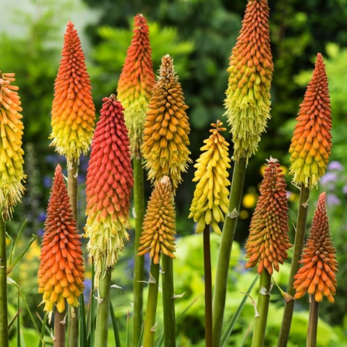 Kniphofia\u0020uvara\u0020\u0027Flamenco\u0027\u0020\u002D\u0020Fackellilie Kniphofia\u0020uvara\u0020\u0027Flamenco\u0027\u0020\u002D\u0020Fackellilie
