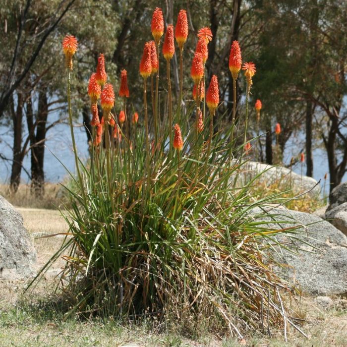 Kniphofia\u0020uvaria\u0020\u0027Grandiflora\u0027\u0020\u002D\u0020Fackellilie Kniphofia\u0020uvaria\u0020\u0027Grandiflora\u0027\u0020\u002D\u0020Fackellilie