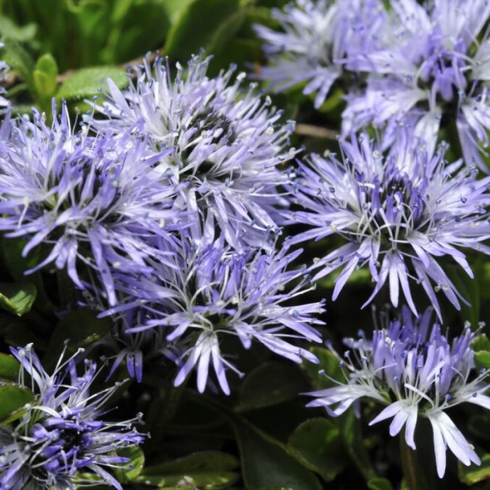 Globularia\u0020punctata\u0020\u002D\u0020Kugelblume Globularia\u0020punctata\u0020\u002D\u0020Kugelblume