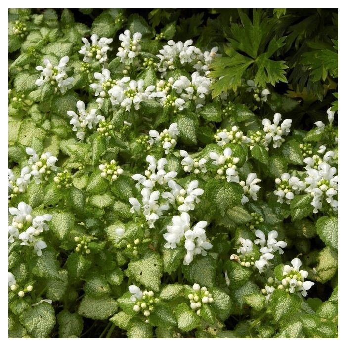 Lamium maculatum 'White Nancy' - Taubnessel