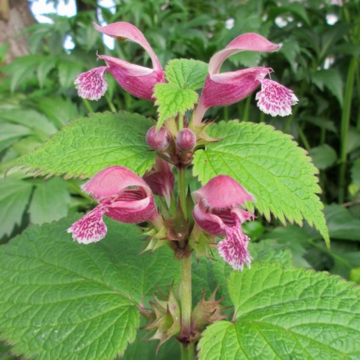 Lamium\u0020orvala\u0020\u002D\u0020Taubnessel Lamium\u0020orvala\u0020\u002D\u0020Taubnessel