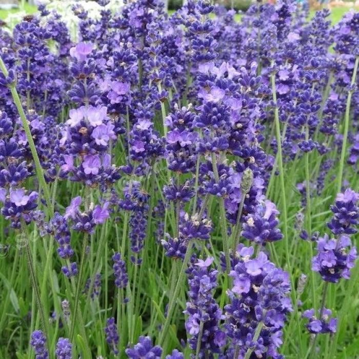 Lavandula\u0020angustifolia\u0020\u0027Brabants\u0020Lust\u0027\u0020\u002D\u0020Lavendel Lavandula\u0020angustifolia\u0020\u0027Brabants\u0020Lust\u0027\u0020\u002D\u0020Lavendel