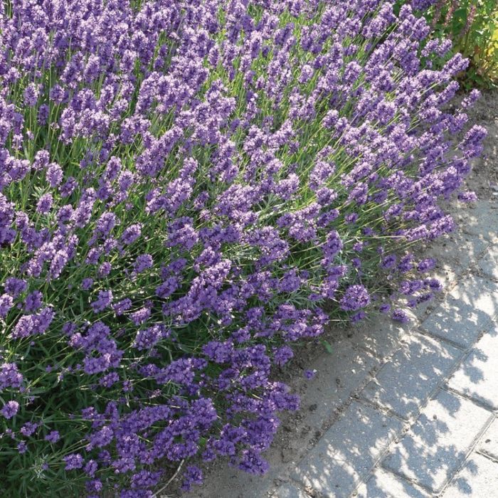 Lavandula\u0020angustifolia\u0020\u0027Dwarf\u0020Blue\u0027\u0020\u002D\u0020Lavendel Lavandula\u0020angustifolia\u0020\u0027Dwarf\u0020Blue\u0027\u0020\u002D\u0020Lavendel