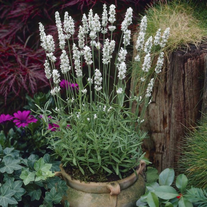 Lavandula angustifolia 'Edelweiß' - Lavendel