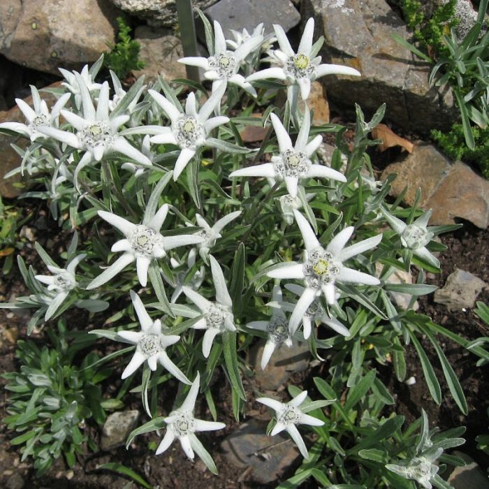 Leontopodium alpinum - Edelweiß
