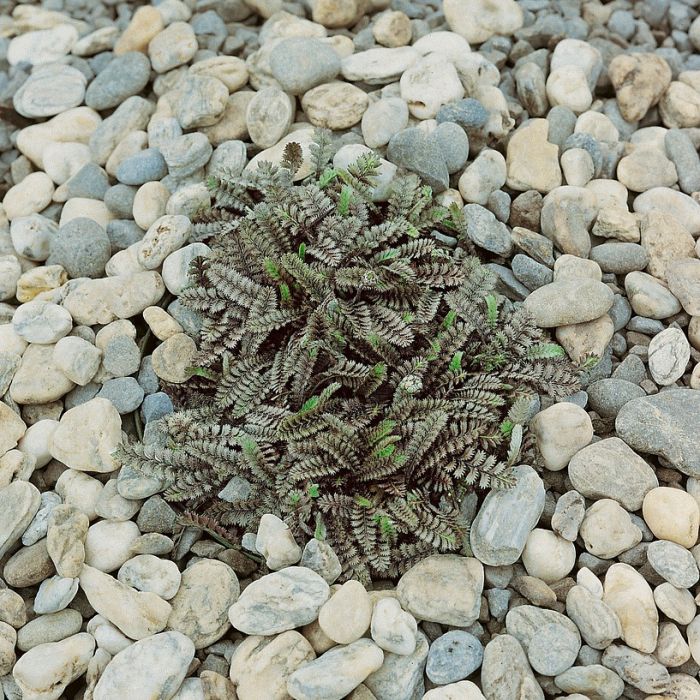 Leptinella squalida 'Platt's Black' - Fiederpolster Leptinella squalida 'Platt's Black' - Fiederpolster