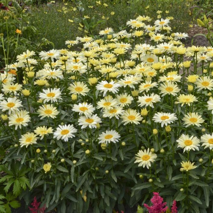 Leucanthemum\u0020superbum\u0020\u0027Banana\u0020Cream\u0027\u0020\u002D\u0020Margerite Leucanthemum\u0020superbum\u0020\u0027Banana\u0020Cream\u0027\u0020\u002D\u0020Margerite