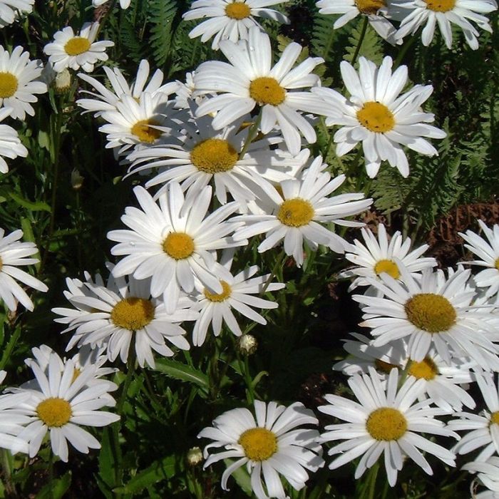 Leucanthemum\u0020superbum\u0020\u0027Silberprinzessche\u0027\u0020\u002D\u0020Margerite Leucanthemum\u0020superbum\u0020\u0027Silberprinzessche\u0027\u0020\u002D\u0020Margerite