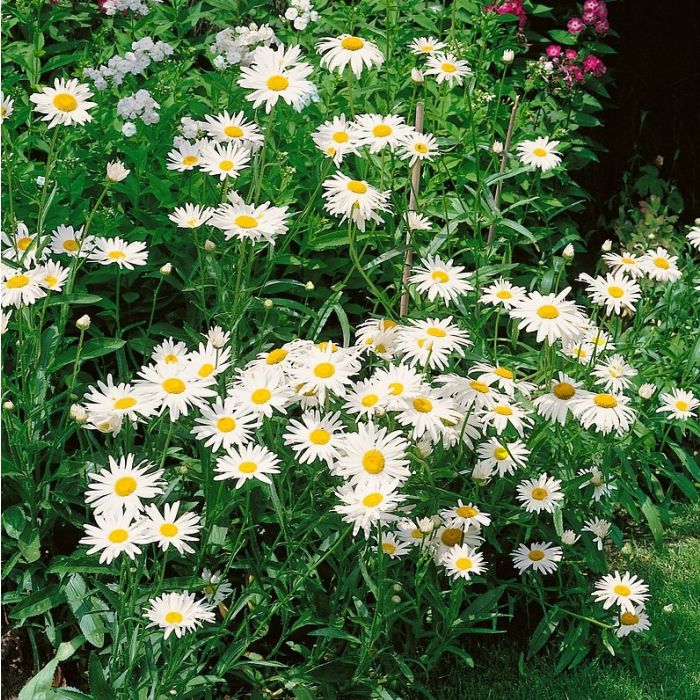 Leucanthemum\u0020vulgare\u0020\u0027Maik\u00F6nigin\u0027\u0020\u002D\u0020Margerite Leucanthemum\u0020vulgare\u0020\u0027Maik\u00F6nigin\u0027\u0020\u002D\u0020Margerite