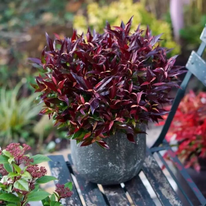 Leucothoe\u0020\u0027Red\u0020Lips\u0027\u0020\u002D\u0020Traubenheide Leucothoe\u0020\u0027Red\u0020Lips\u0027\u0020\u002D\u0020Traubenheide