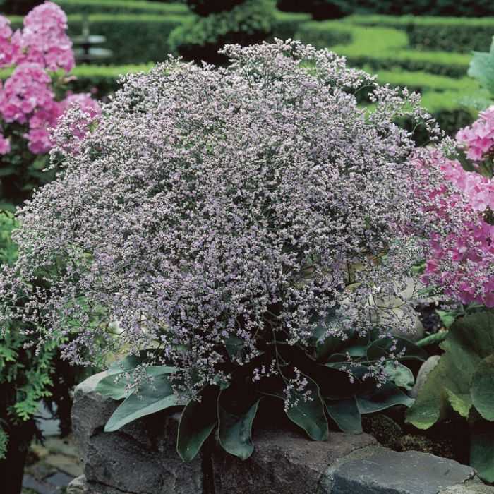 Limonium\u0020latifolium\u0020\u002D\u0020Strandflieder Limonium\u0020latifolium\u0020\u002D\u0020Strandflieder