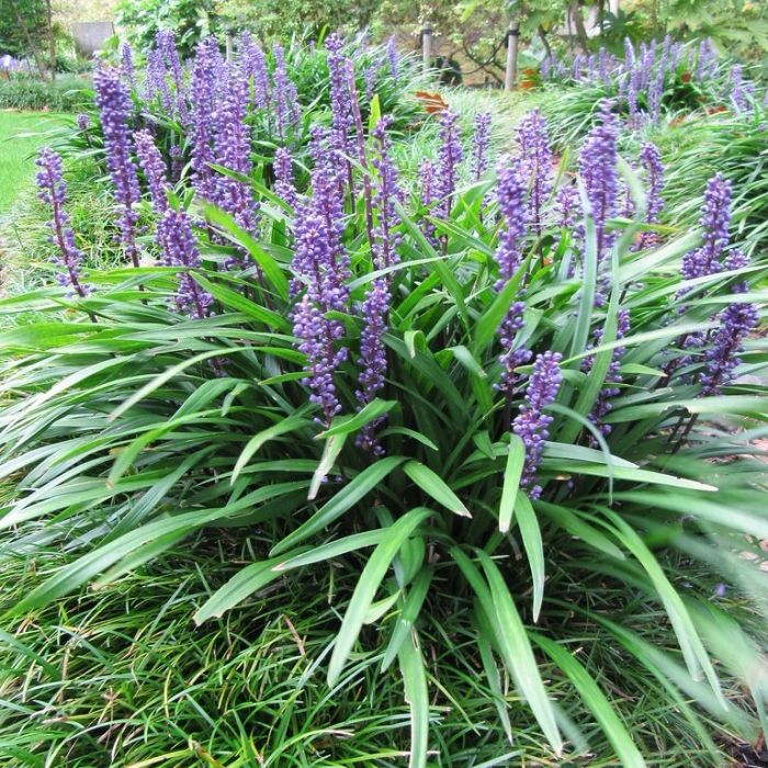 Liriope muscari - Lilientraube Liriope muscari - Lilientraube