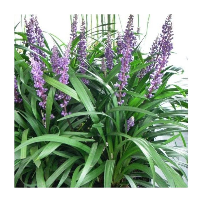 Liriope\u0020muscari\u0020\u0027Ingwersen\u0027\u0020\u002D\u0020Lilientraube Liriope\u0020muscari\u0020\u0027Ingwersen\u0027\u0020\u002D\u0020Lilientraube