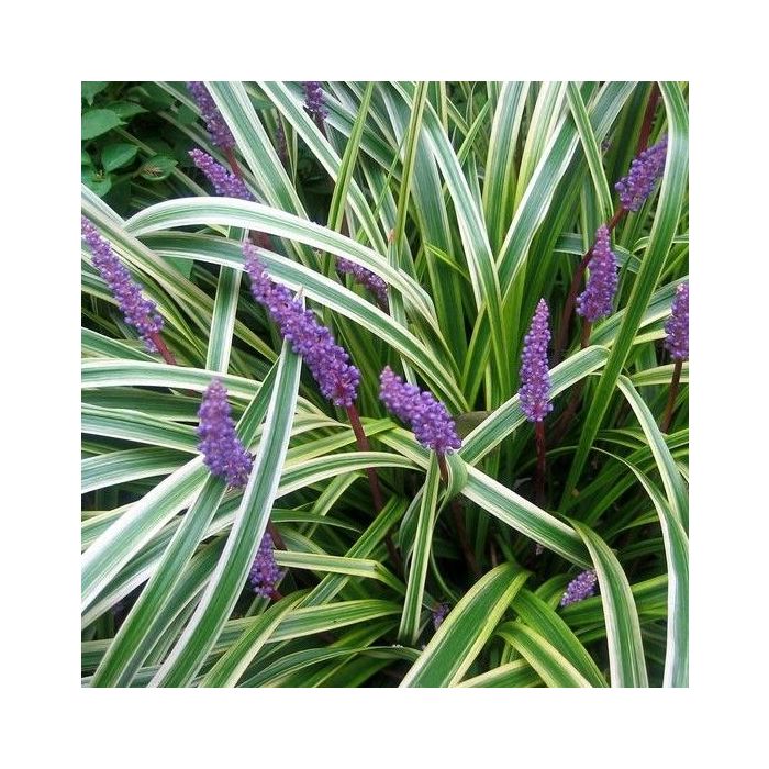 Liriope\u0020muscari\u0020\u0027Silvery\u0020Sunproof\u0027\u0020\u002D\u0020Lilientraube Liriope\u0020muscari\u0020\u0027Silvery\u0020Sunproof\u0027\u0020\u002D\u0020Lilientraube
