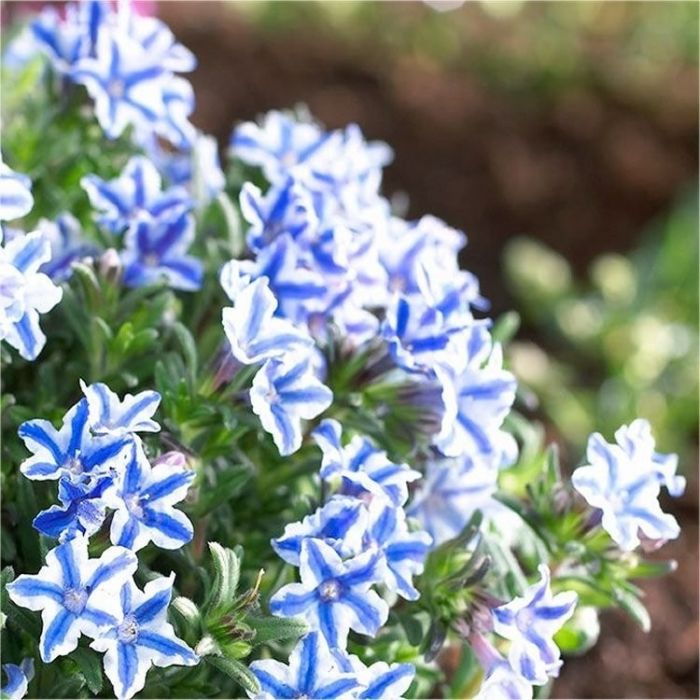 Lithodora\u0020\u0028Glandora\u0029\u0020diffusa\u0020\u0027Star\u0027\u0020\u002D\u0020Scheinsteinsame Lithodora\u0020\u0028Glandora\u0029\u0020diffusa\u0020\u0027Star\u0027\u0020\u002D\u0020Scheinsteinsame