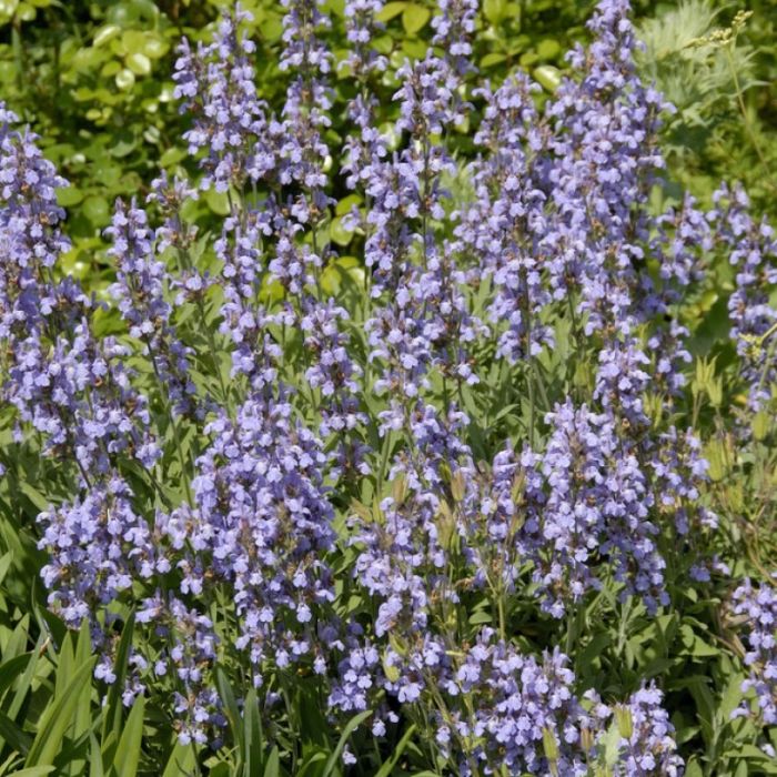 Lobelia\u0020siphilitica\u0020\u002D\u0020Lobelia Lobelia\u0020siphilitica\u0020\u002D\u0020Lobelia