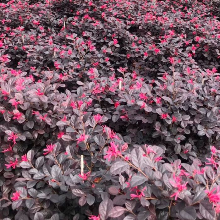 Loropetalum chinense 'Black Pearl' - Riemenblüte