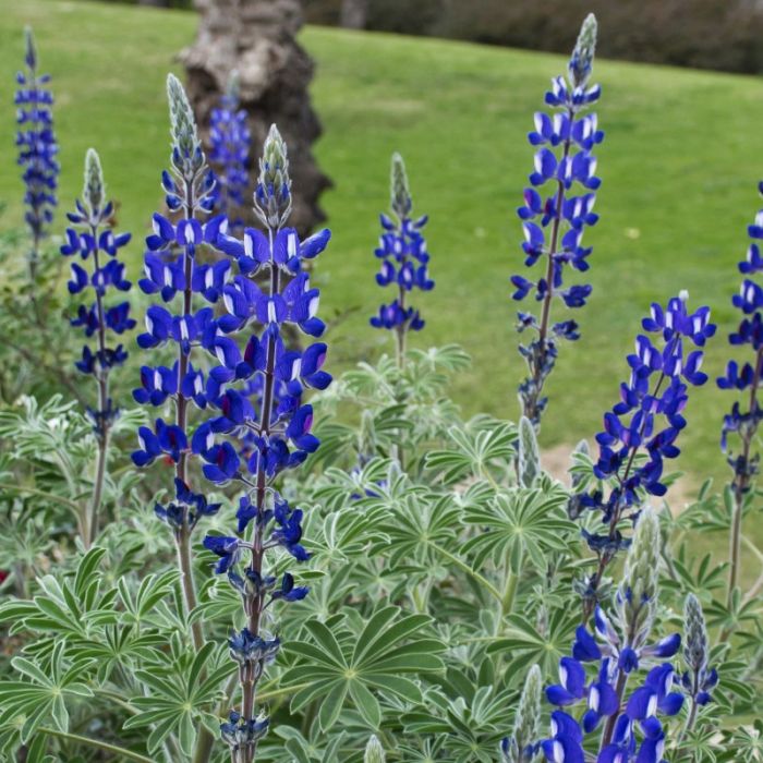 Lupinus 'Gallery Blue' - Lupine Lupinus 'Gallery Blue' - Lupine